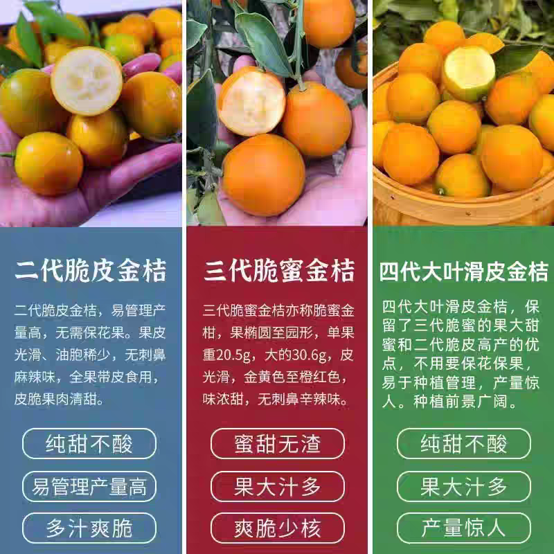 广西融安第四代新品种嫁接大叶滑皮金桔五年大苗带果发货盆栽地栽,淘宝优惠券,粉丝福利购,淘宝优惠卷