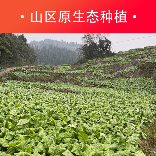 涪陵榨菜丝50gX50袋 重庆特产桂怡咸菜脱水青菜头榨菜头 - 图1