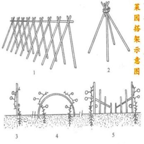 竹竿竹杆菜园搭架彩旗竹杆爬藤竹竿豆角架黄瓜架菜架 - 图3