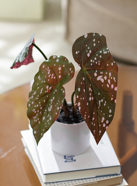 掬涵仿真鳟鱼秋海棠绿植盆栽摆件