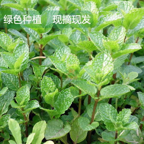 新鲜薄荷叶留兰香食用泡水装饰烘培调酒水吧专用蔬菜增香调味食材 - 图1