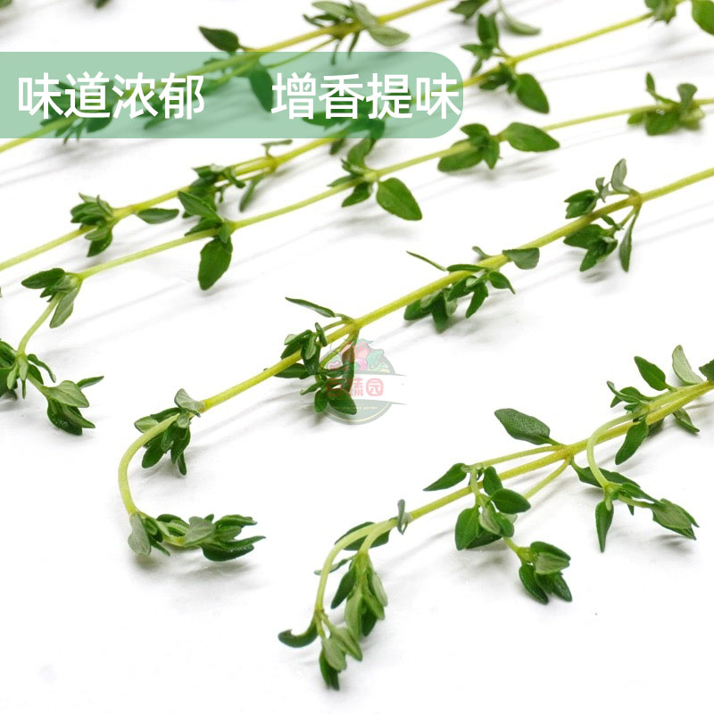 百里香麝香草山胡椒新鲜香草西餐煎牛排香料调料配菜蛋糕装饰食材 - 图1