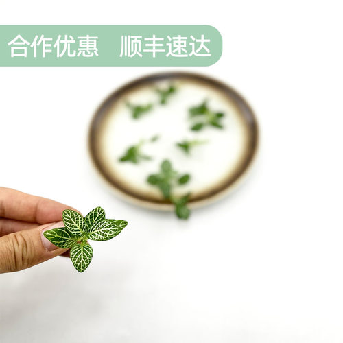 新鲜绿网纹草 白网纹叶日料西餐厅酒店蛋糕烘培摆盘装饰点缀花草 - 图2