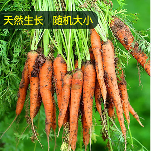 带叶手指胡萝卜新鲜蔬菜迷你水果胡萝卜西餐沙拉食材宝宝辅食蔬菜 - 图2
