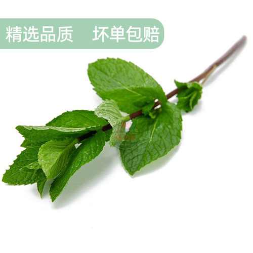 新鲜薄荷叶留兰香食用泡水装饰烘培调酒水吧专用蔬菜增香调味食材 - 图0