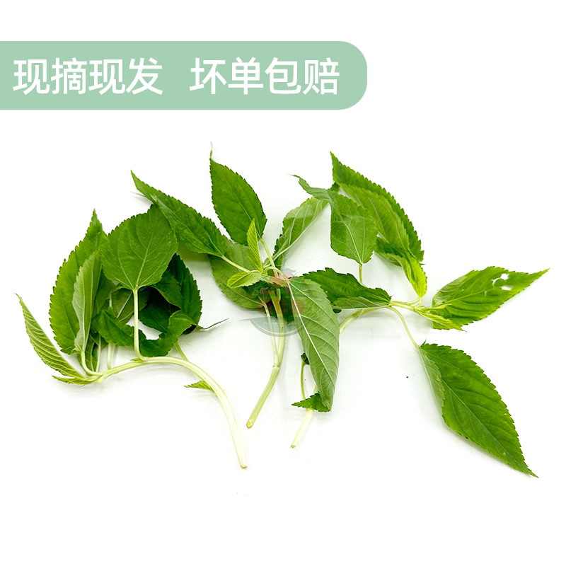 新鲜麻叶菜白枝帝王菜潮汕特产蔬菜炒豆酱现摘现发酒楼农庄上汤菜 - 图1