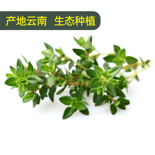 迷迭香百里香新鲜食用香草西餐煎牛排用蛋糕装饰组合香料蔬菜包邮 - 图3