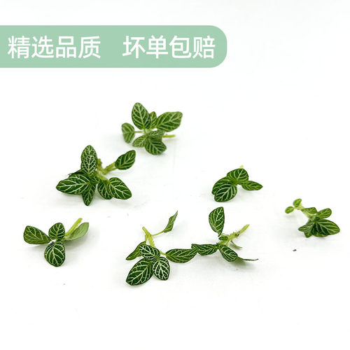 新鲜绿网纹草 白网纹叶日料西餐厅酒店蛋糕烘培摆盘装饰点缀花草 - 图1