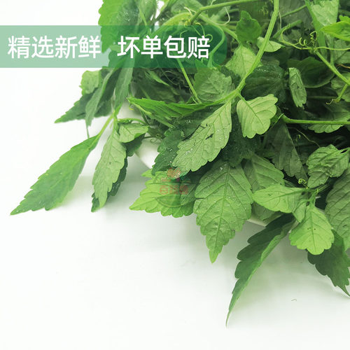 五叶神新鲜五叶参绞股蓝七叶胆福音草农家乐农庄煲汤食材食用野菜 - 图1