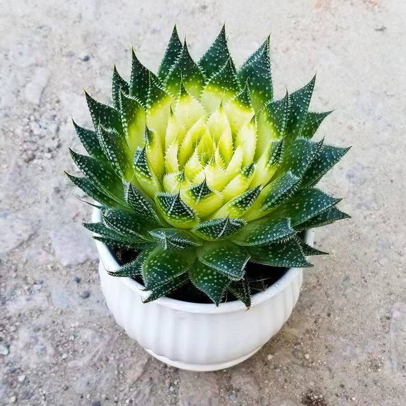 新手波露雪花芦荟繁星多肉植物盆栽懒人室内绿植好养黄心芦荟冰花