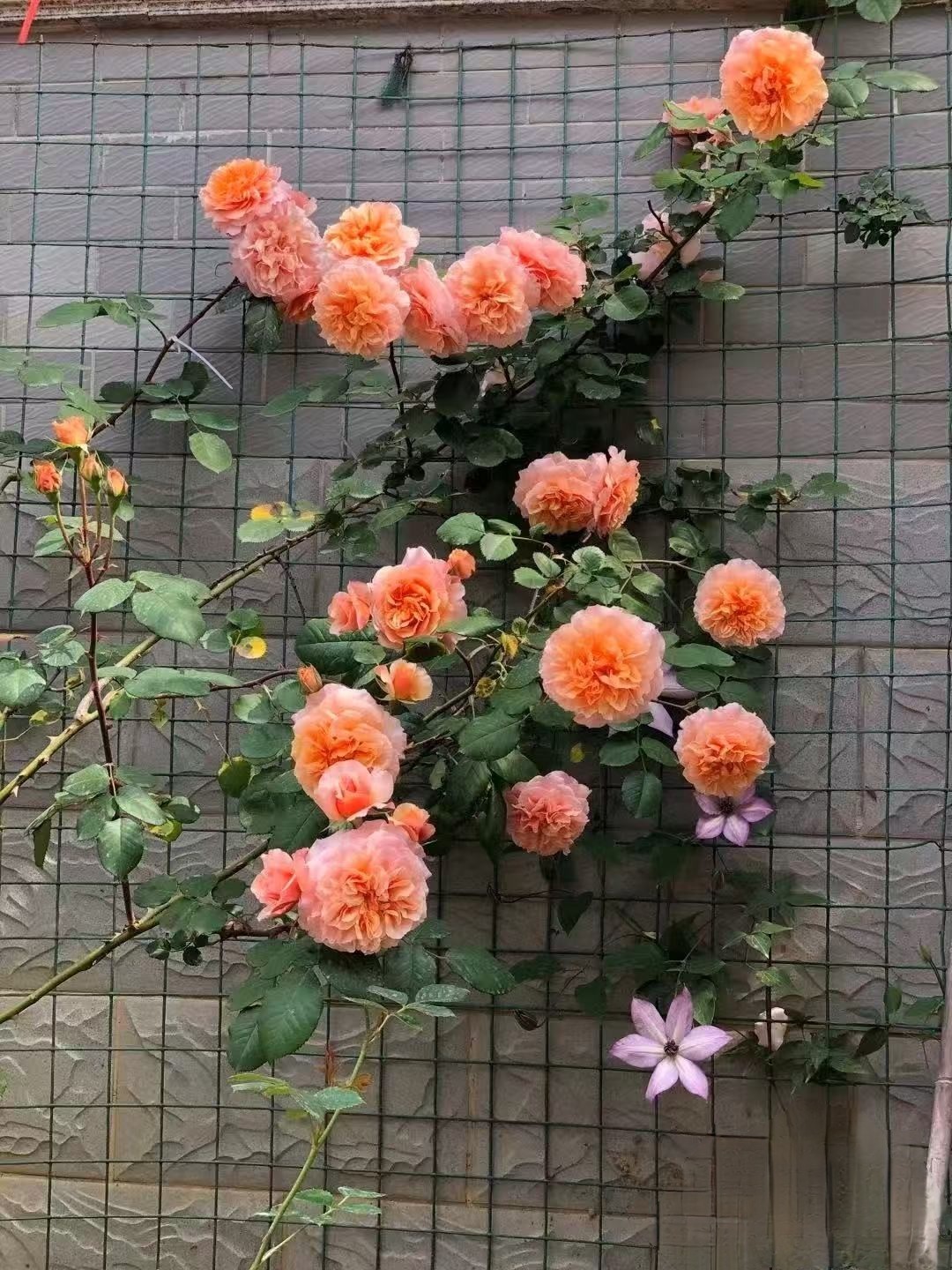 1.6米印象派爬藤大花浓香藤本月季四季开南北方种植花墙拱门花柱,淘宝优惠券,粉丝福利购,淘宝优惠卷