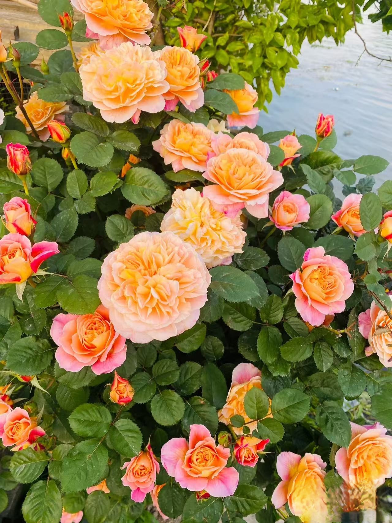 1.6米印象派爬藤大花浓香藤本月季四季开南北方种植花墙拱门花柱,淘宝优惠券,粉丝福利购,淘宝优惠卷