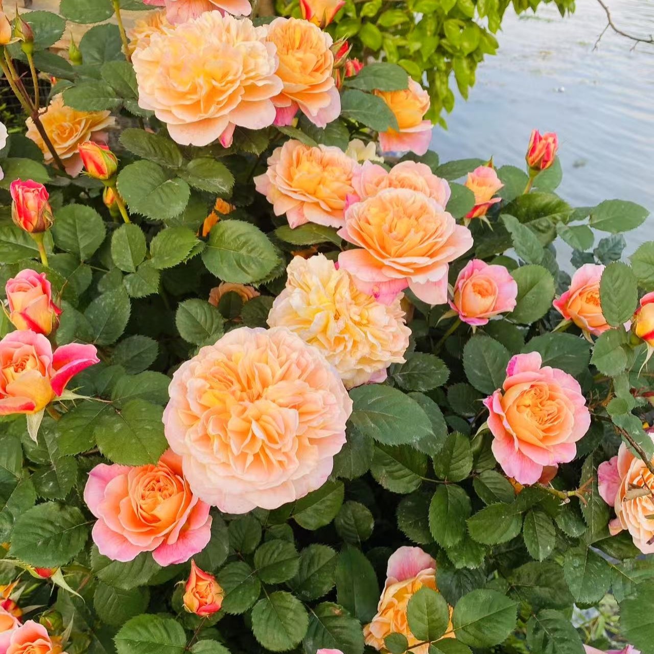 1.6米印象派爬藤大花浓香藤本月季四季开南北方种植花墙拱门花柱,淘宝优惠券,粉丝福利购,淘宝优惠卷