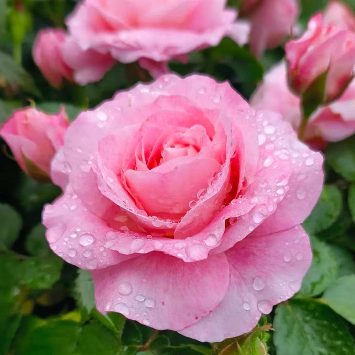 【藤本海神王】爬藤月季大花浓香多季节重复开花地栽盆栽拱门花墙,淘宝优惠券,粉丝福利购,淘宝优惠卷