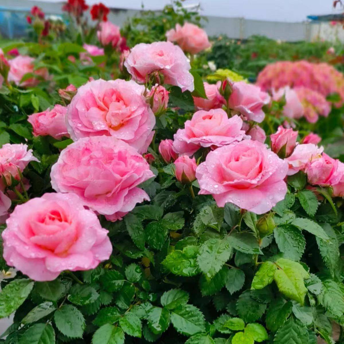 【藤本海神王】爬藤月季大花浓香多季节重复开花地栽盆栽拱门花墙,淘宝优惠券,粉丝福利购,淘宝优惠卷