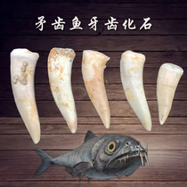 Moroccan Far Ancient Bio Spear Tooth Fish Tooth Fossil Teaching Kop Collection Kid Gift Stiletable to do pendant