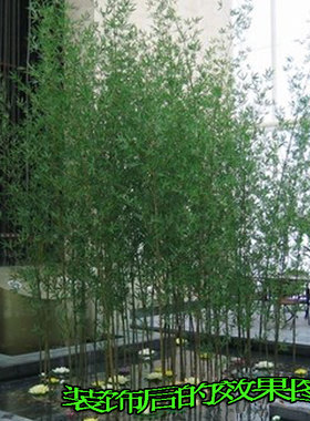 竹子 仿真竹子 假竹子 绿竹子 竹子装饰 竹子造景 竹子 隔断屏风
