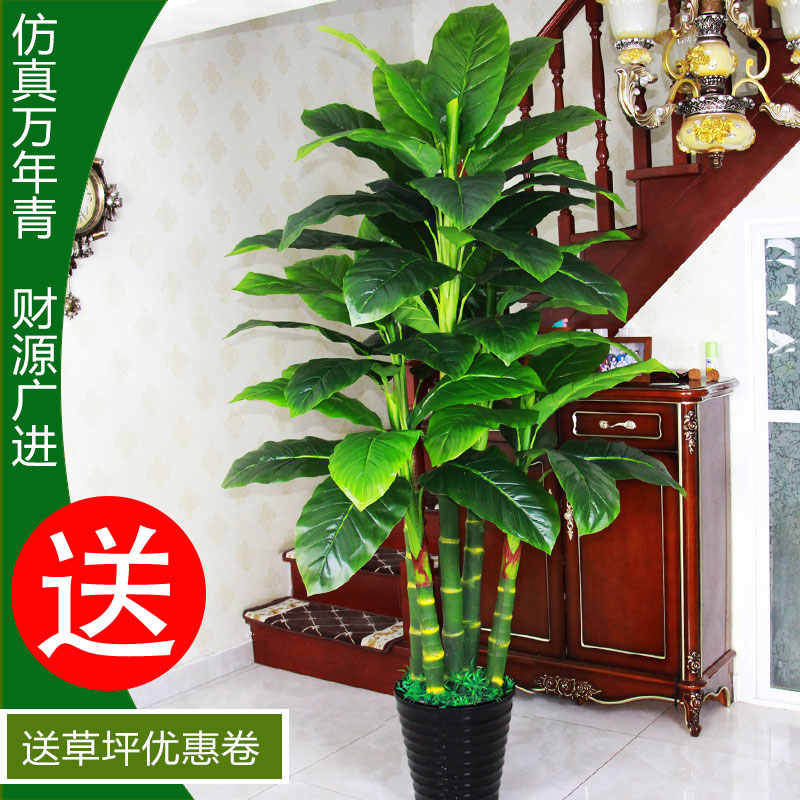 花万年青 新人首单立减十元 22年9月 淘宝海外 花万年青 新人首单立减十元 22年9月 淘宝海外