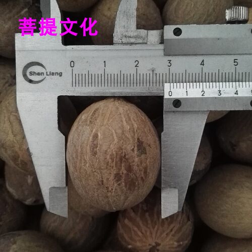 白玉菩提根新款菩提子白果原果直径11-30mm 菩提根大果原料论斤卖 - 图2