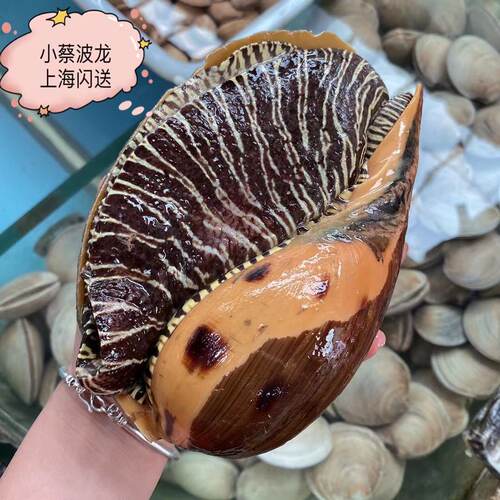 鲜活黄螺海鲜水产贝类新鲜超大海螺油螺木瓜螺椰子螺翡翠螺1斤1只 - 图0