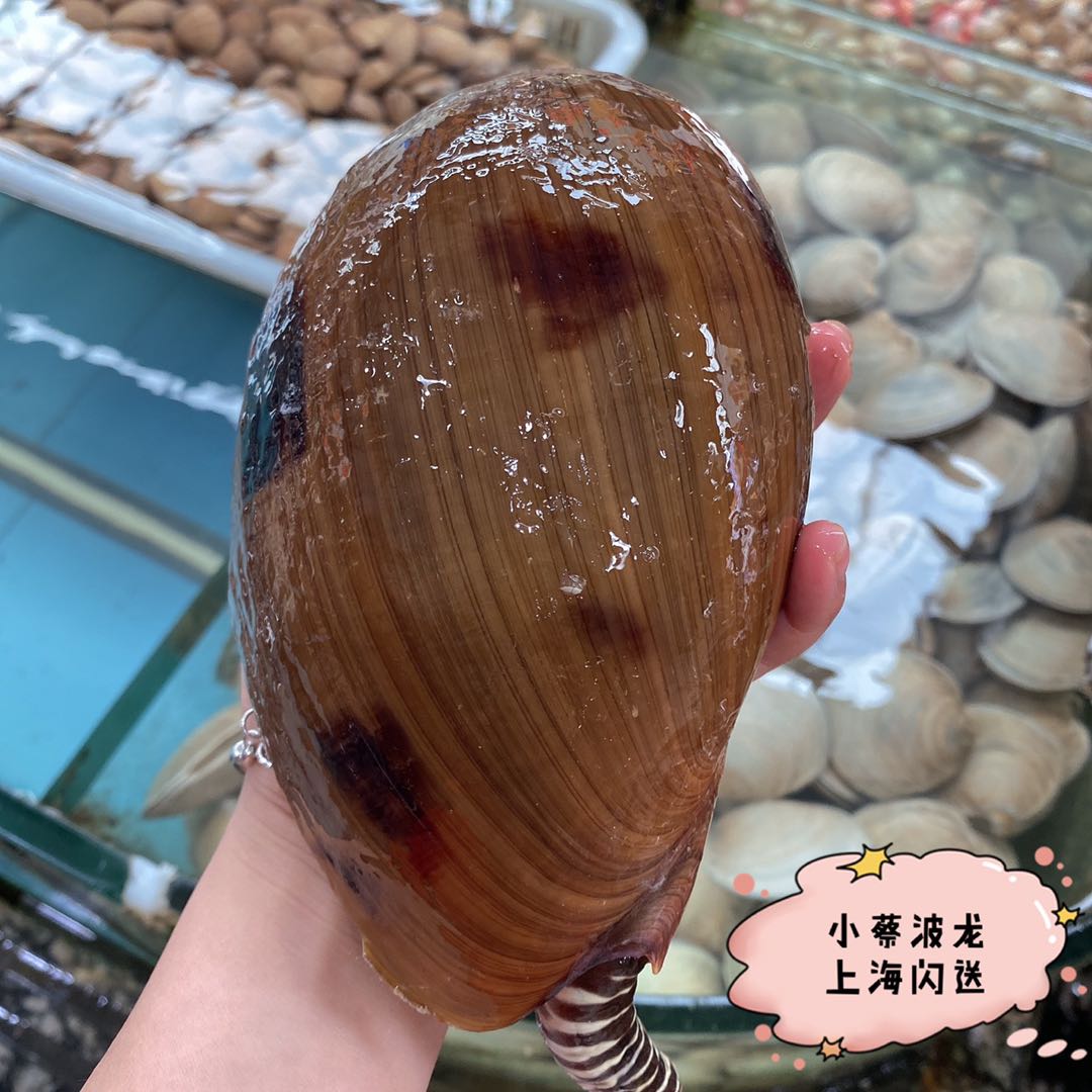 鲜活黄螺海鲜水产贝类新鲜超大海螺油螺木瓜螺椰子螺翡翠螺7斤1只 - 图2