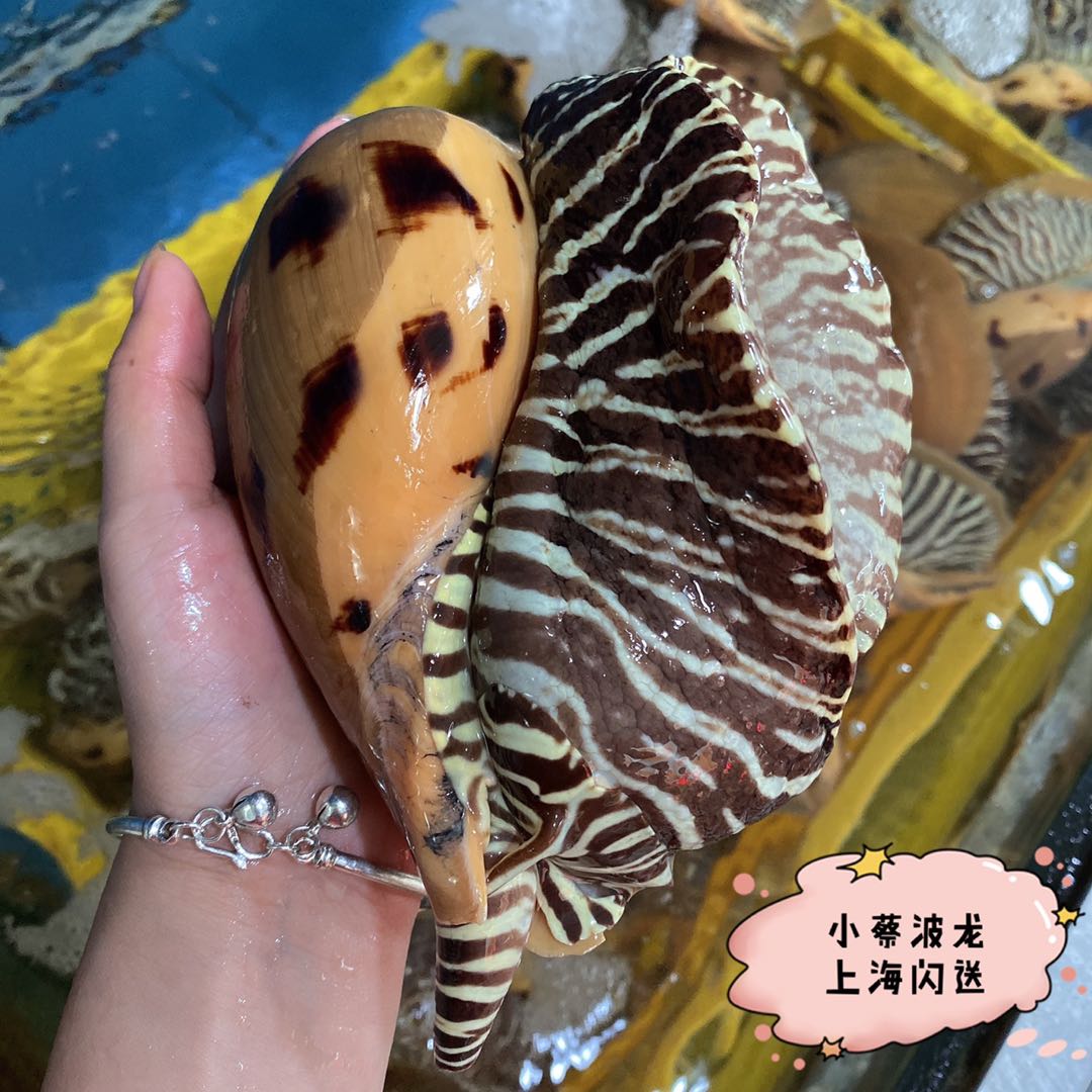 鲜活黄螺海鲜水产贝类新鲜超大海螺油螺木瓜螺椰子螺翡翠螺7斤1只 - 图3