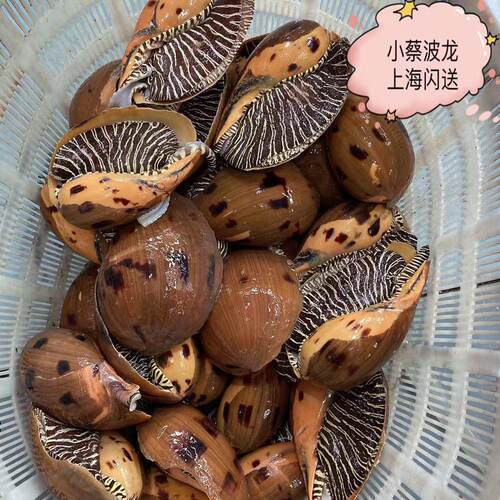 鲜活黄螺海鲜水产贝类新鲜超大海螺油螺木瓜螺椰子螺翡翠螺1斤1只 - 图1