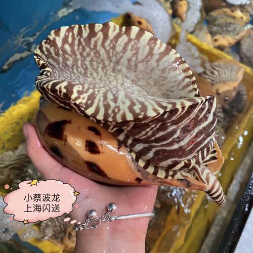 鲜活黄螺海鲜水产贝类新鲜超大海螺油螺木瓜螺椰子螺翡翠螺1斤1只 - 图2