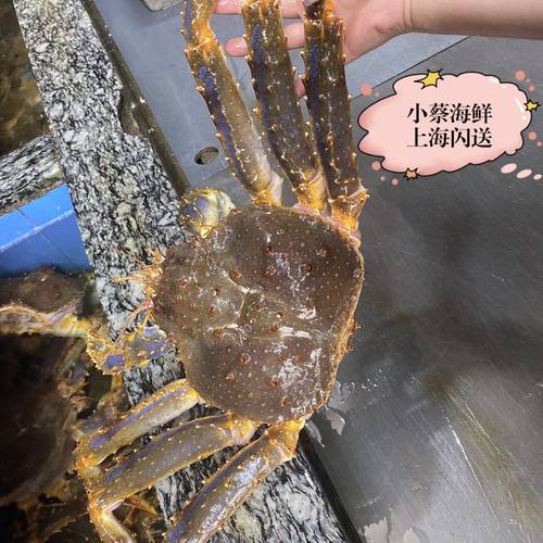 鲜活阿拉斯加帝王蟹澳洲龙虾超特大帝王蟹皇帝蟹长脚蟹雪蟹7斤1只 - 图0
