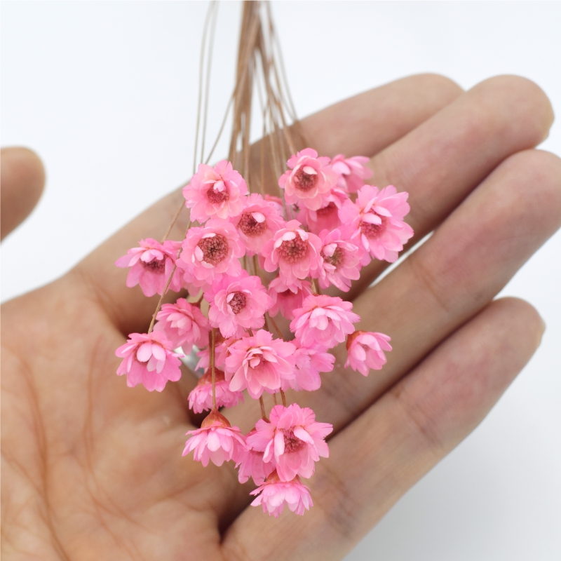 巴西小星花迷你小雏菊干花花束真花风干满天星干花装饰网红永生花-图2