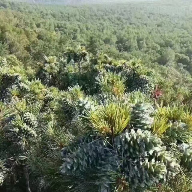 Northeastern pine nuts crispy pine nuts original nuts roasted seeds and nuts snacks dried fruits wholesale bulk single pine cone with pine nuts