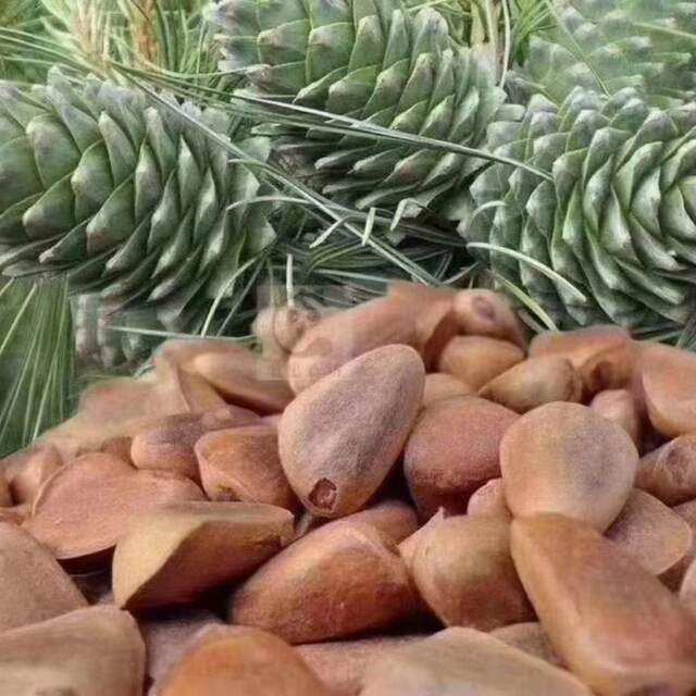 Northeastern pine nuts crispy pine nuts original nuts roasted seeds and nuts snacks dried fruits wholesale bulk single pine cone with pine nuts