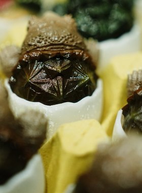 爬宠系列不倒翁鳄龟限定周边可爱手办模型潮玩摆件不捣蛋模玩模了