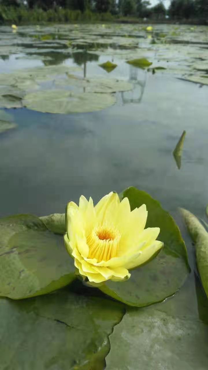 九品香水莲花鲜花包邮可食用有大有小开放闭合不挑三斤起发 - 图0