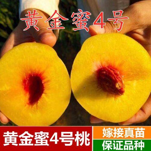 新品种黄桃树苗 黄金蜜4号桃苗 黄桃苗果大香甜 南北方栽植果树苗 - 图1