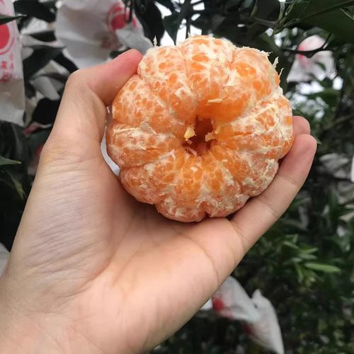 大果椪柑树苗 台湾85-1巨型椪柑苗 无核椪柑芦柑桔子树苗当年结果 - 图1