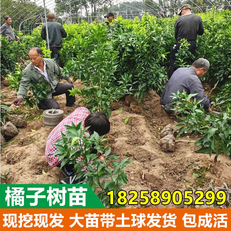 特早熟蜜桔树苗大分一号蜜桔苗大分四号柑橘苗南北方种植当年结果-图2