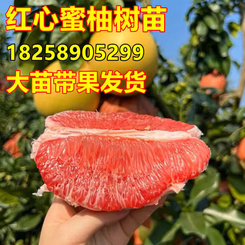 琯溪红心蜜柚苗 正宗红肉蜜柚苗 红心蜜柚树苗 嫁接红心柚子树苗 - 图0