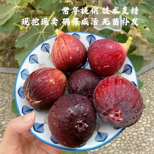 特大耐寒波姬红无花果苗阳台盆栽地栽香甜无花果树苗南方北方种植 - 图1