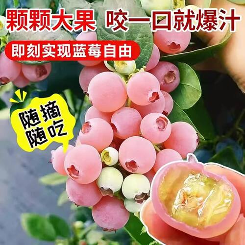 粉兔眼蓝莓树果苗红粉佳人品种盆栽地栽四季种植阳台庭院盆景 - 图1