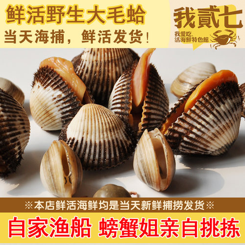 海鲜水产贝类鲜活毛蛤新鲜蛤蜊大毛蛤野生大毛蚶赤贝海毛蛤血蛤 - 图0