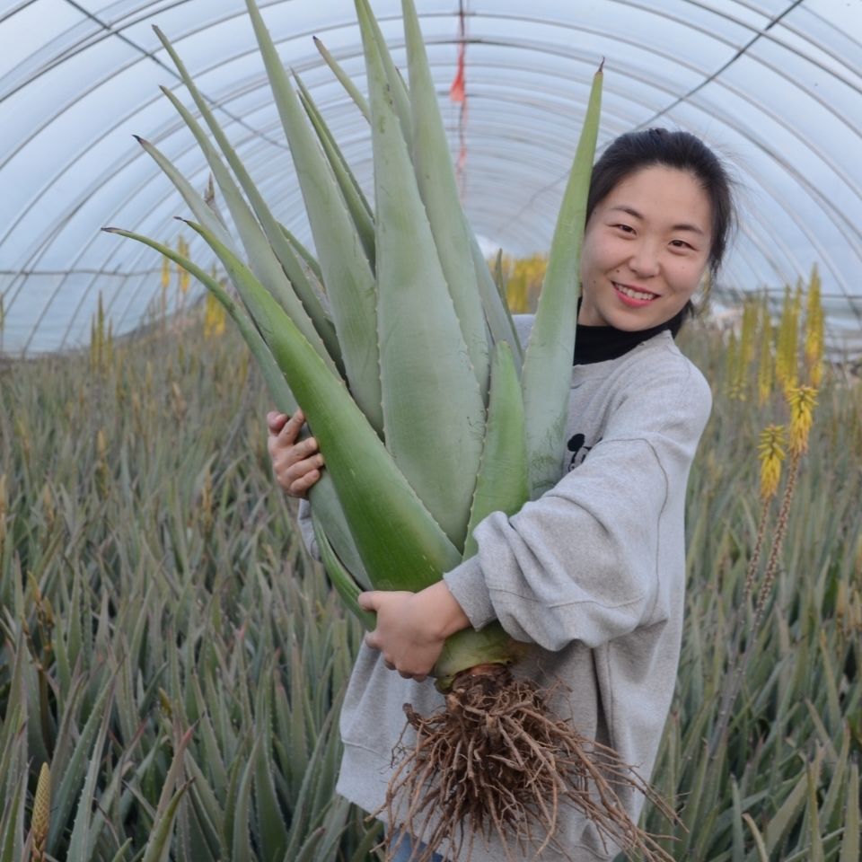 库拉索芦荟美容院灌肤补水专用可食用多肉植物绿植室内花卉室植物 - 图0