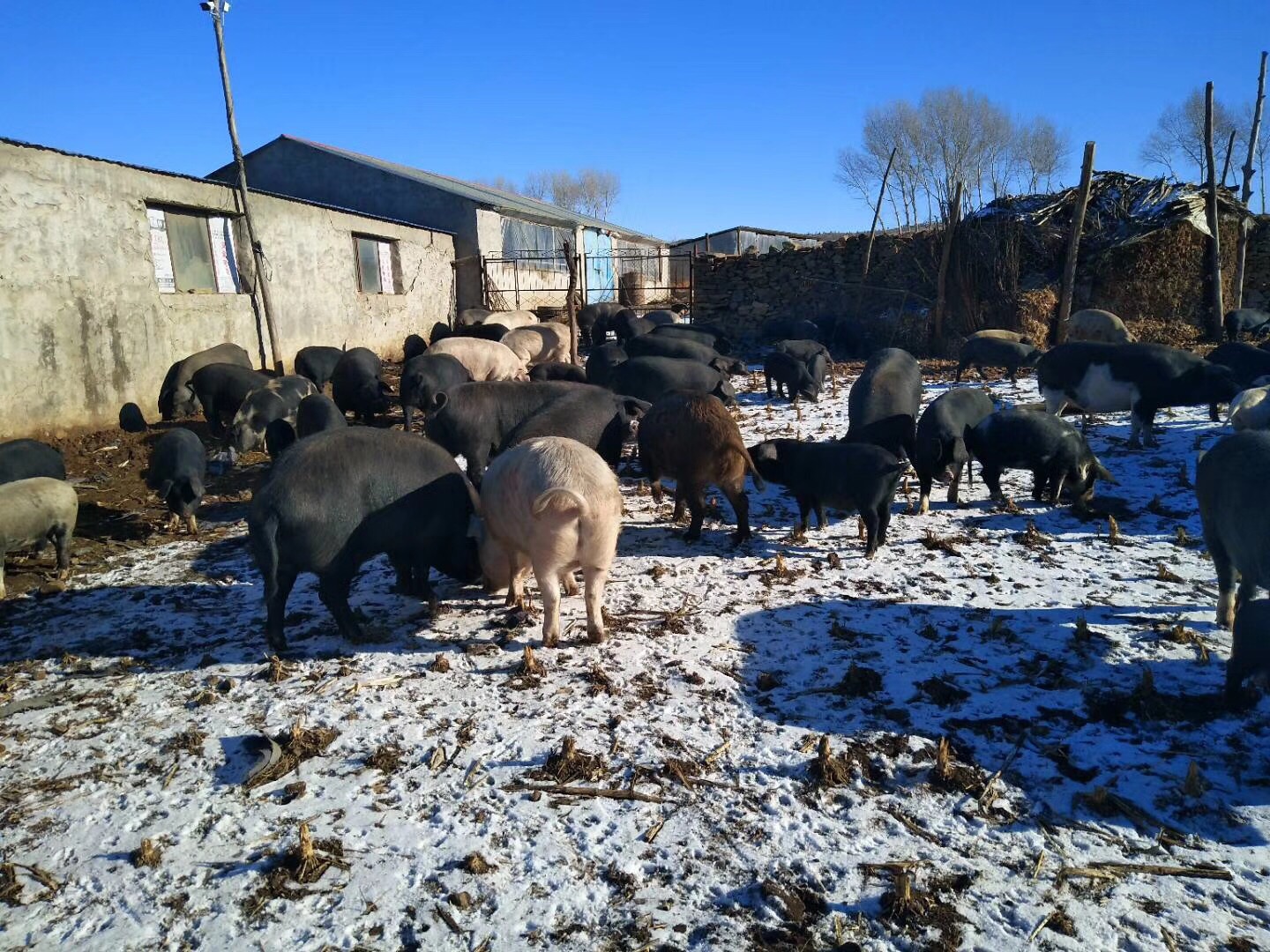 农家散养东北大民猪黑猪土猪肉年猪前后腿肉五花肉-图0