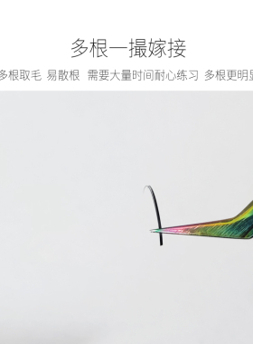 DD芭比翘00.07山茶花一取多根
