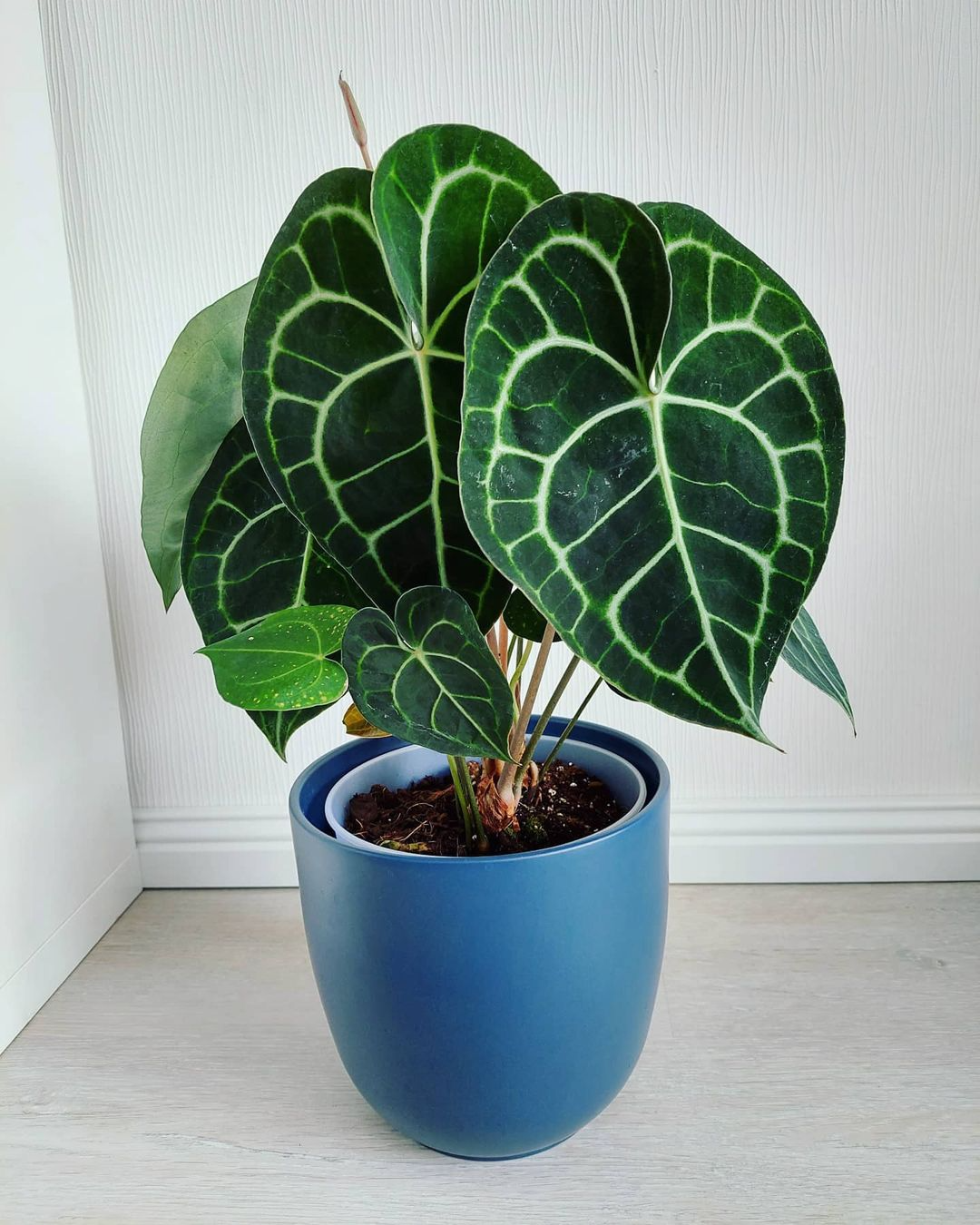 克莱恩水晶花烛ins风网红进口绿植盆栽室内阳台观叶植物 露露花园,淘宝优惠券,粉丝福利购,淘宝优惠卷