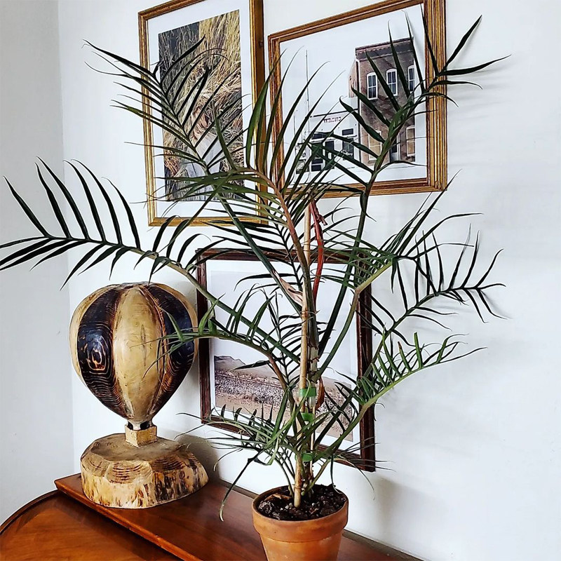 鱼骨蔓绿绒ins风网红热植进口绿植盆栽室内阳台观叶植物 露露花园,淘宝优惠券,粉丝福利购,淘宝优惠卷