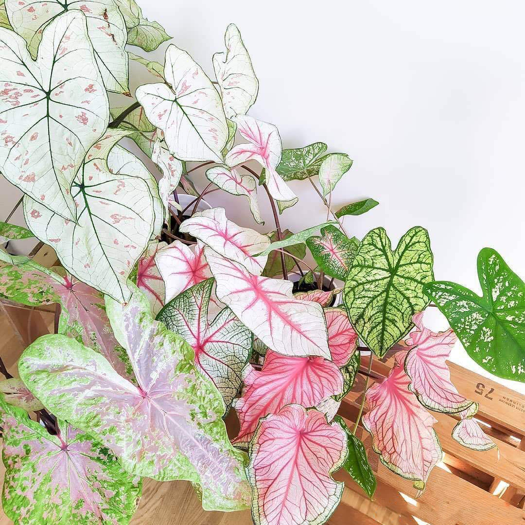 彩叶芋盆栽白色恋人甜心飞溅花叶芋客厅阳台净化空气耐热露露花园,淘宝优惠券,粉丝福利购,淘宝优惠卷