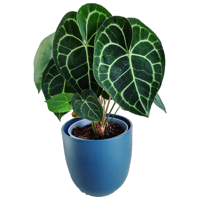 克莱恩水晶花烛ins风网红进口绿植盆栽室内阳台观叶植物 露露花园,淘宝优惠券,粉丝福利购,淘宝优惠卷