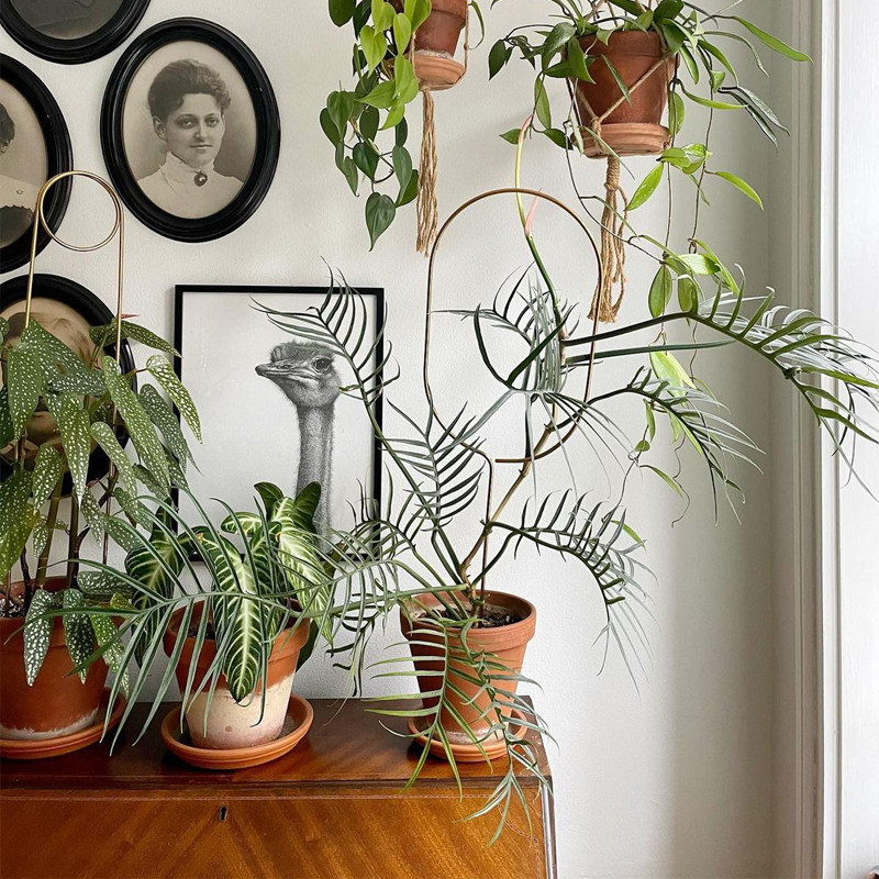 鱼骨蔓绿绒ins风网红热植进口绿植盆栽室内阳台观叶植物 露露花园,淘宝优惠券,粉丝福利购,淘宝优惠卷