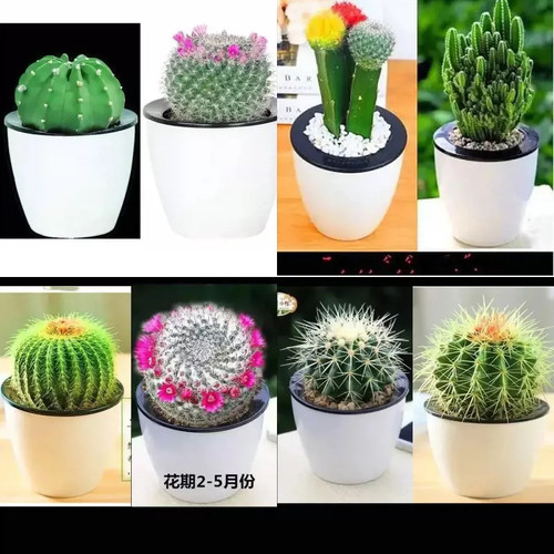 多肉植物仙人球盆栽植物仙人掌办公室内盆栽仙人掌类植物花卉盆栽 - 图3